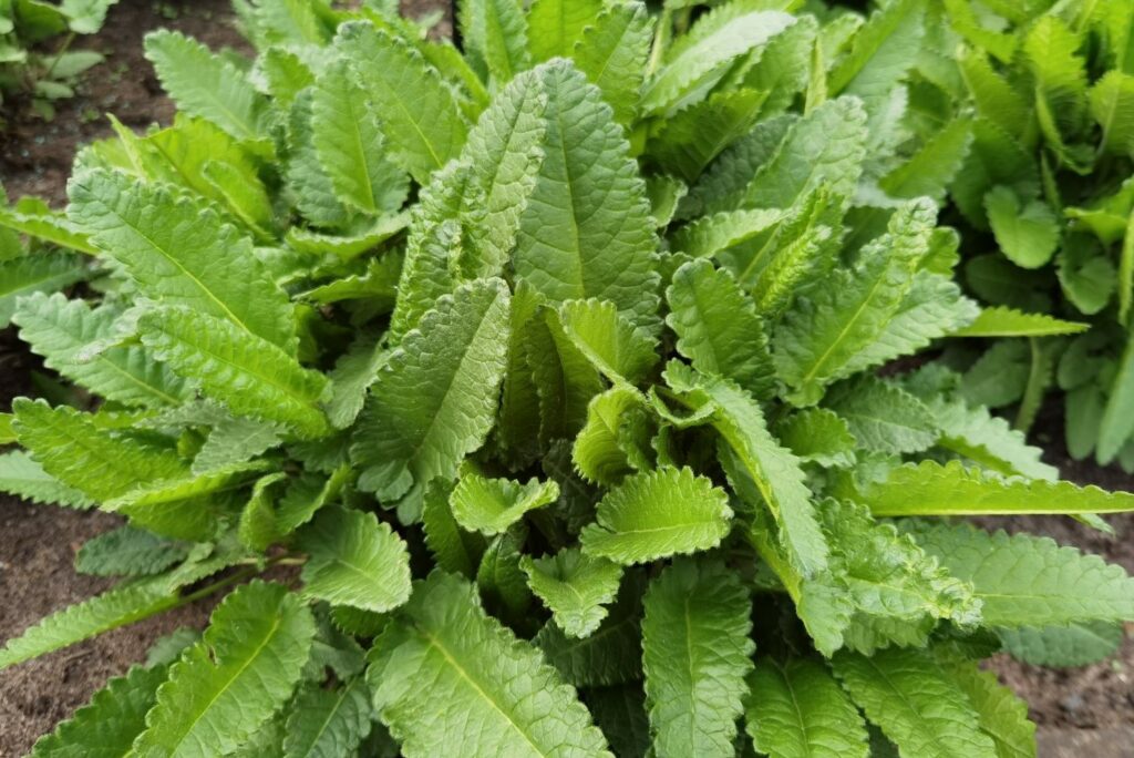 Betonica officinalis
