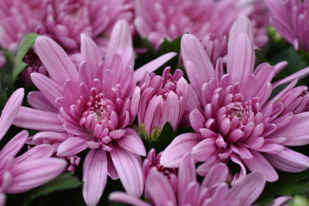 Herbst-Chrysanthemen-Blüten