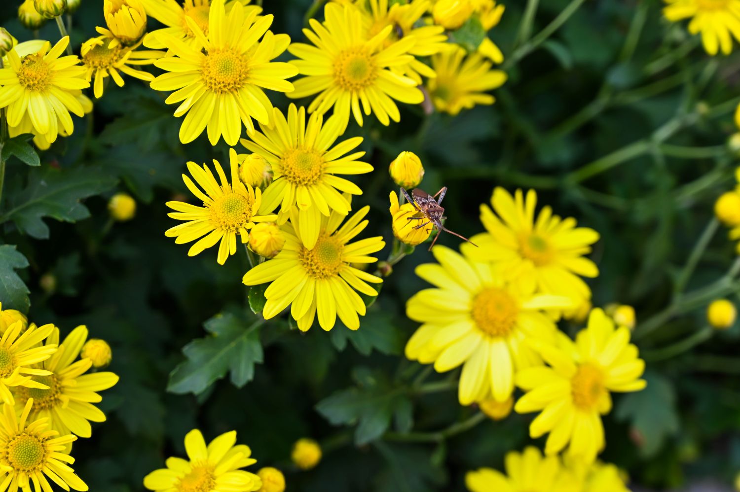 Herbst-Chrysanthemen: Sorten, Standort & Überwinterung