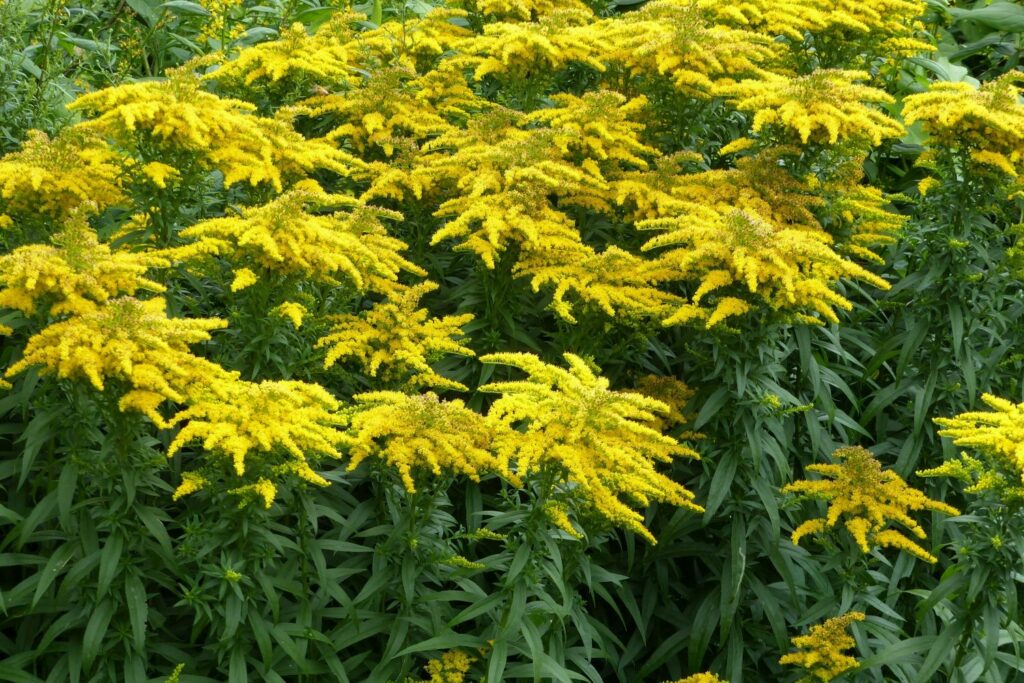 Solidago-Pflanzen