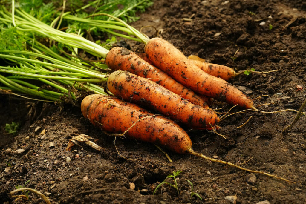 Karotten-Ernte im Herbst