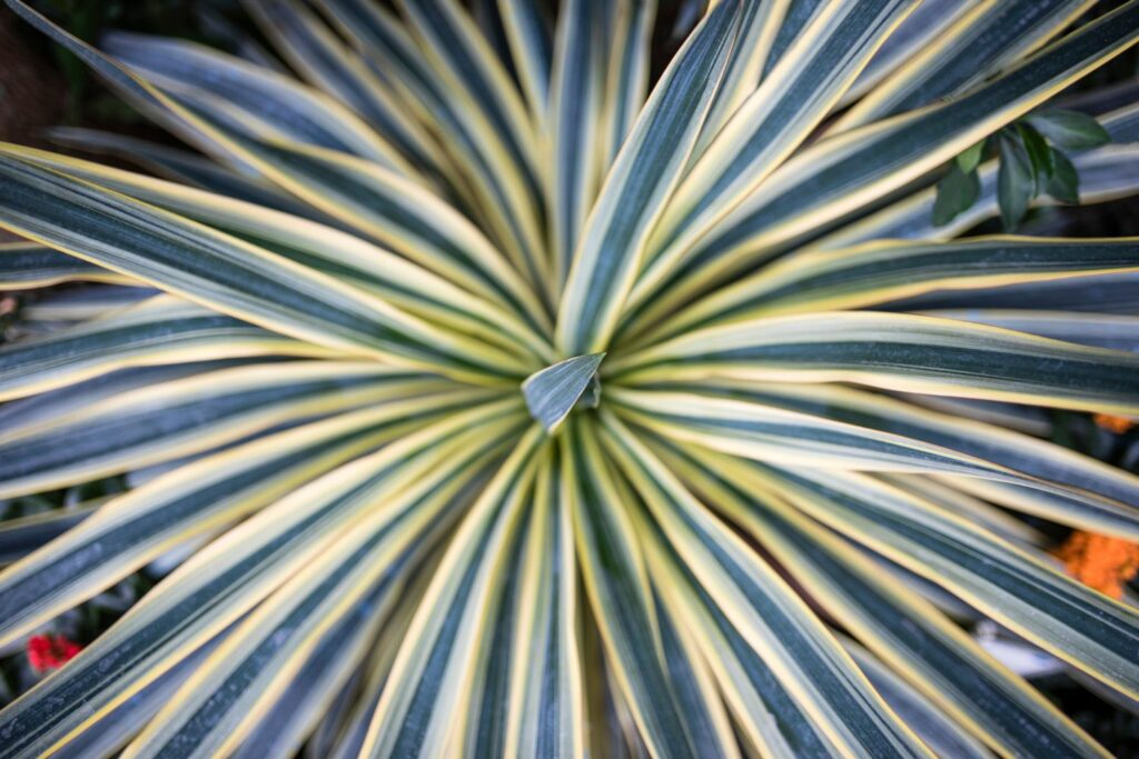 Cordyline australis