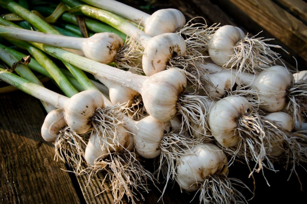 Knoblauch gegen Schnecken