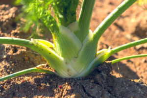 Fenchel