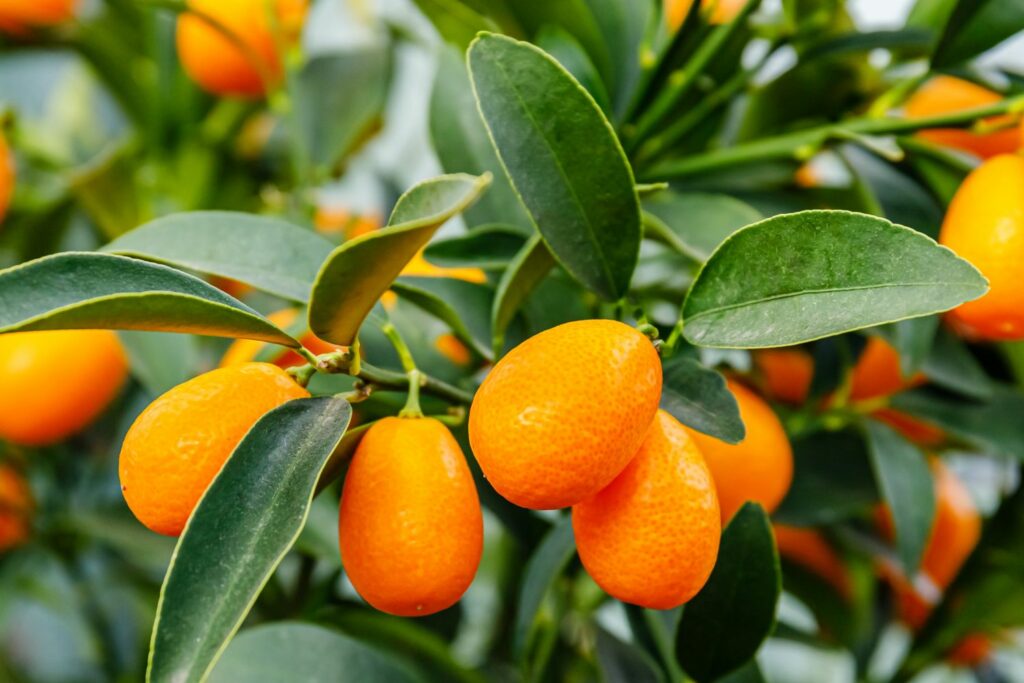 Kumquat-Früchte