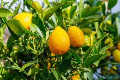 Limequat: Pflege, Pflanzen & Überwinterung der Zitrusfrucht