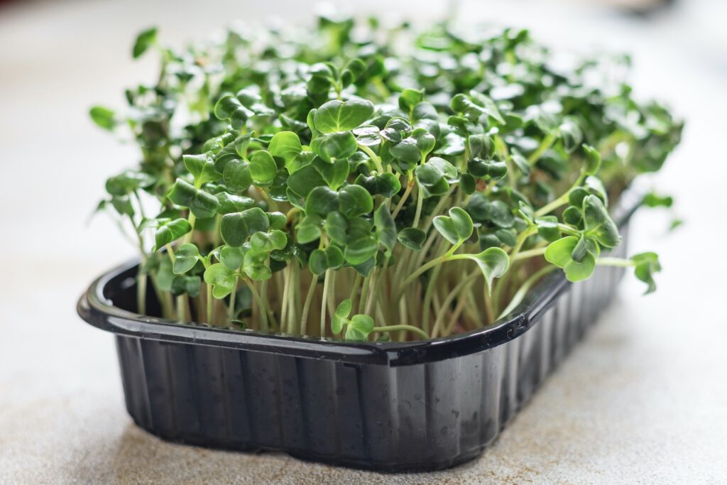 Microgreens in Anzuchtschale