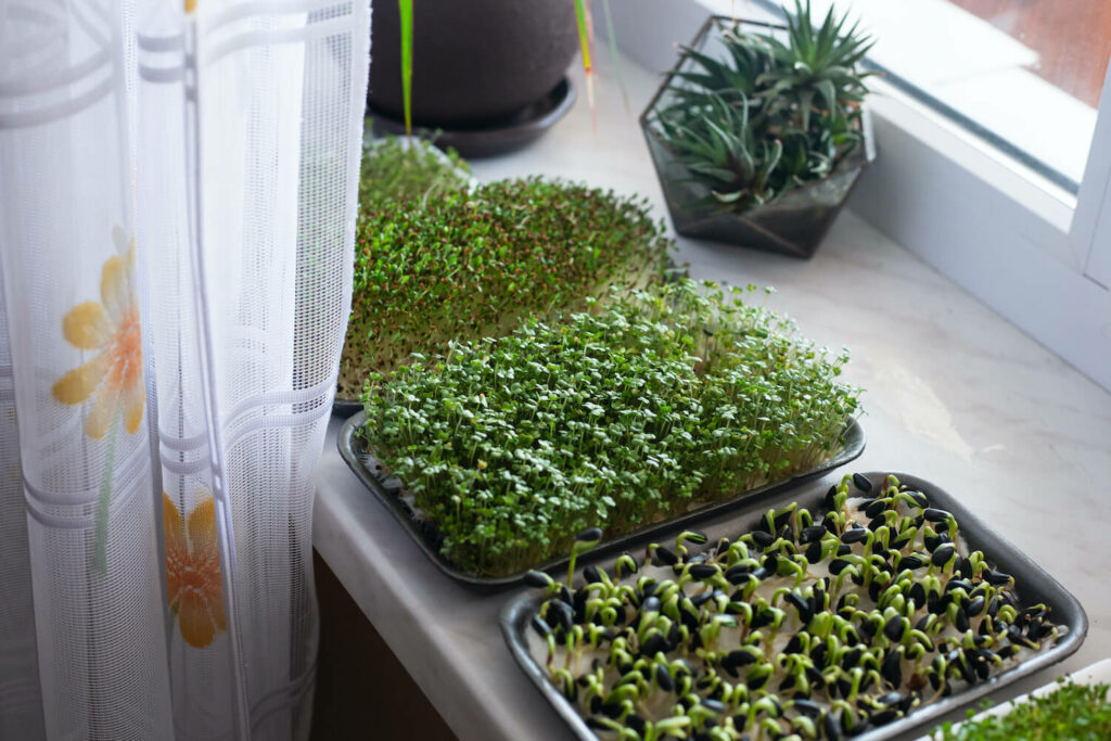 Microgreens-Anzucht