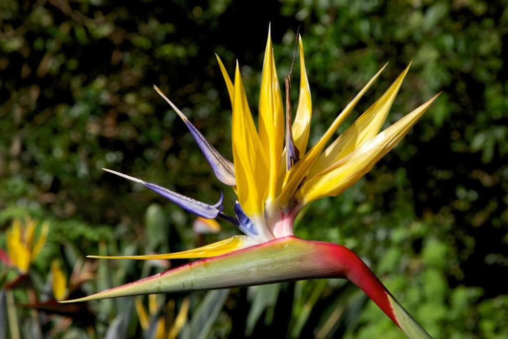 Strelitzien-Blüte
