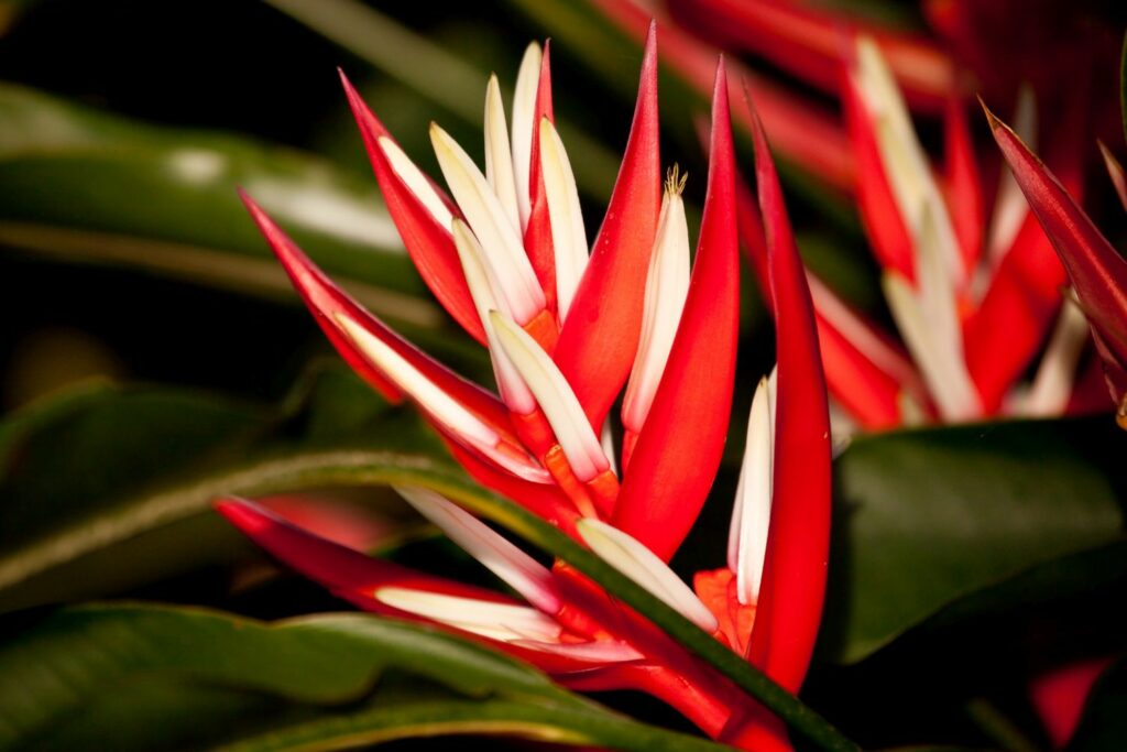 falsche Paradiesvogelblume