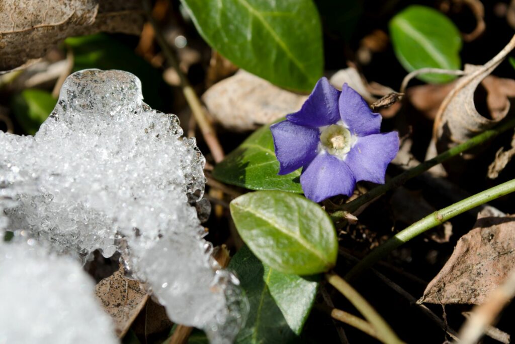 Photosynthese im Winter