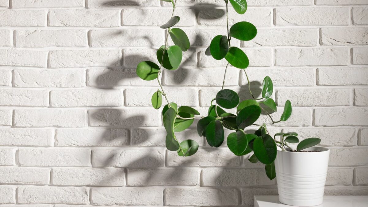 Rankende Zimmerpflanzen im berblick - Plantura