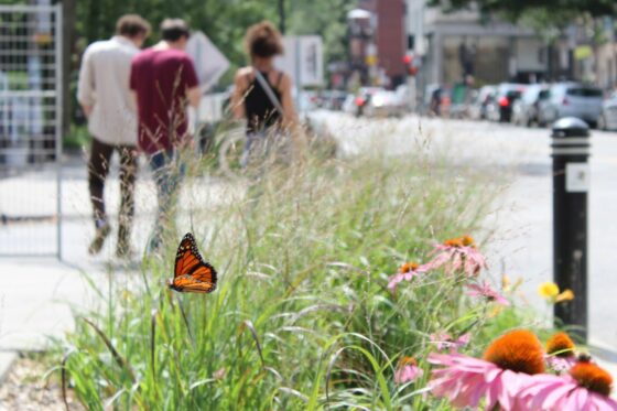 Straßenbeete: Tipps für das Gärtnern in der Stadt