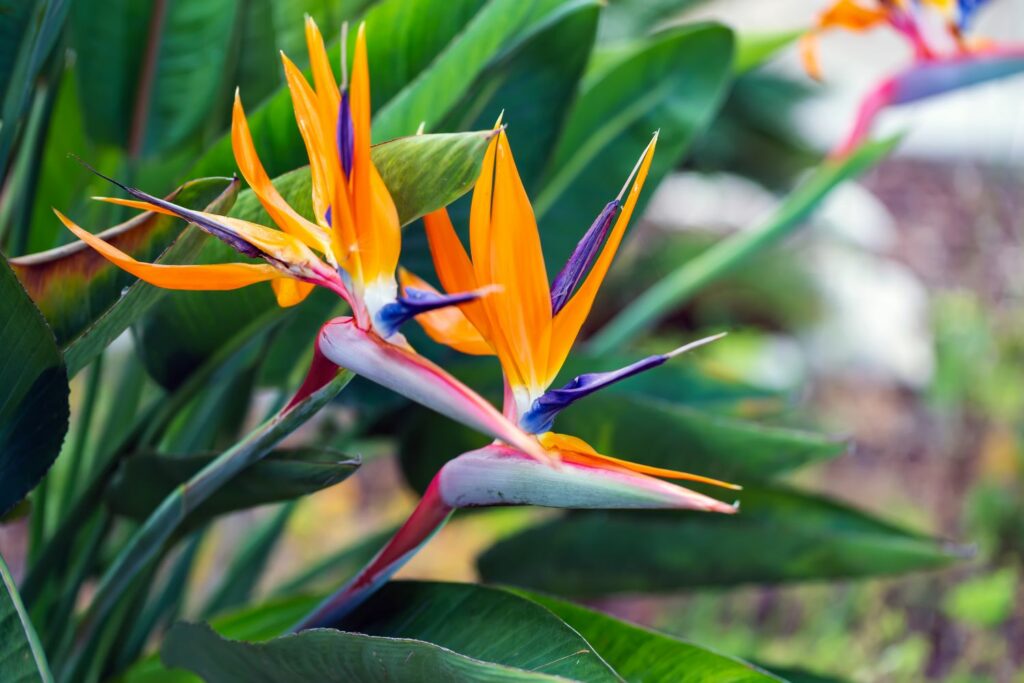 Paradiesvogelblume