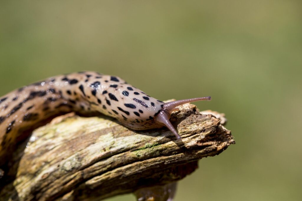 Tigerschnegel