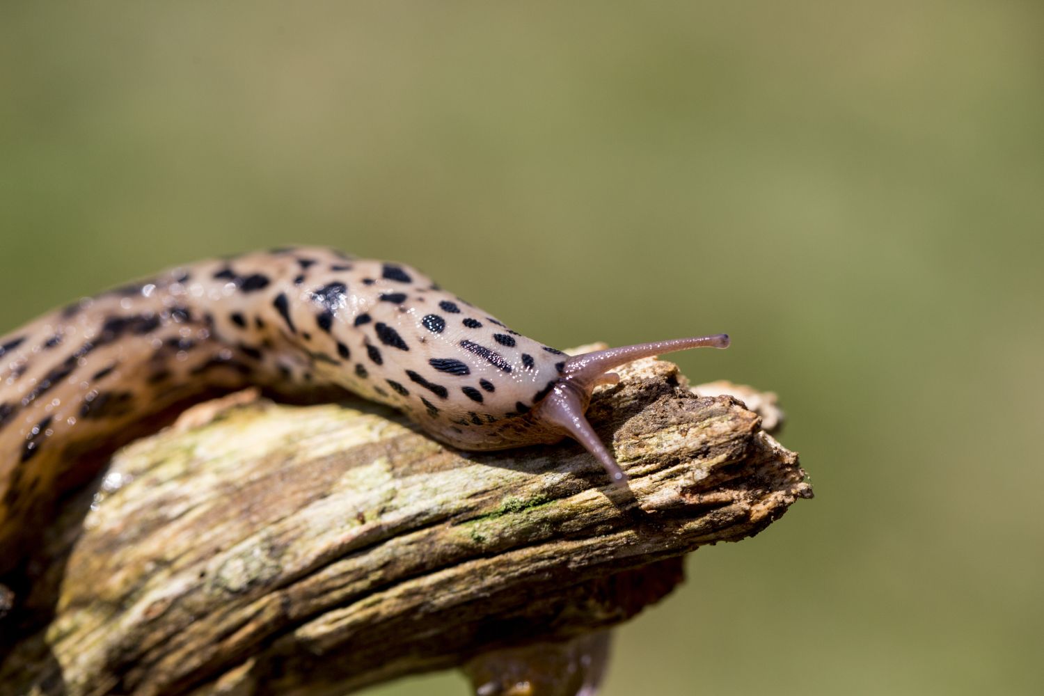 Tigerschnegel: Nützling gegen Nacktschnecken? - Plantura