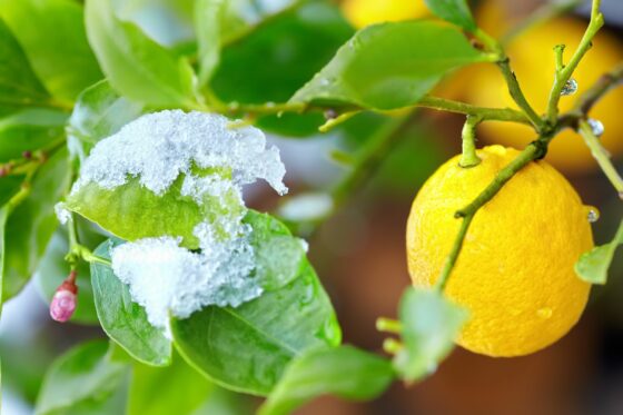 Zitruspflanzen überwintern: Temperatur, Standort & Pflege-Tipps