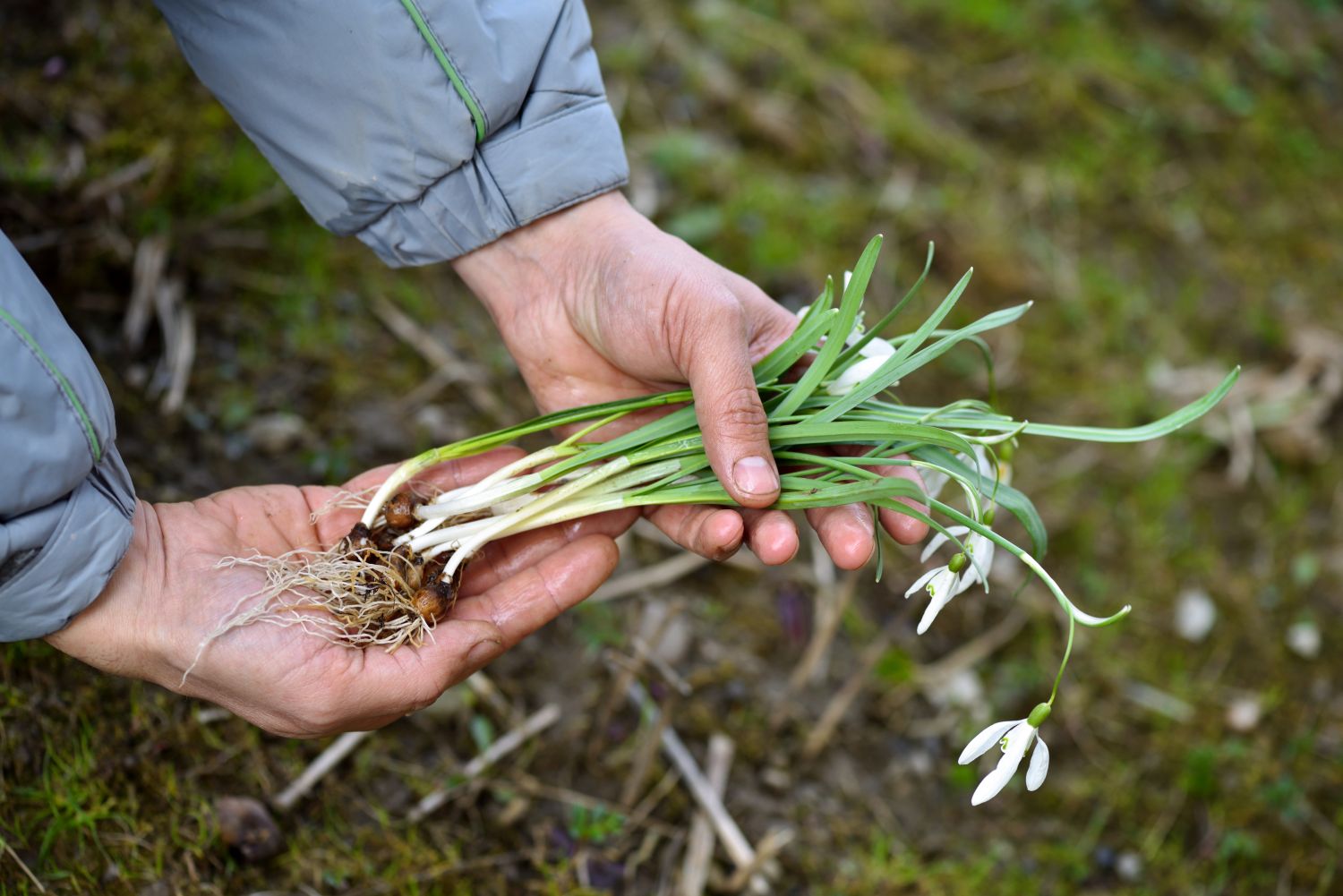 Blumenzwiebeln pflanzen Wann, wo & wie tief? Plantura
