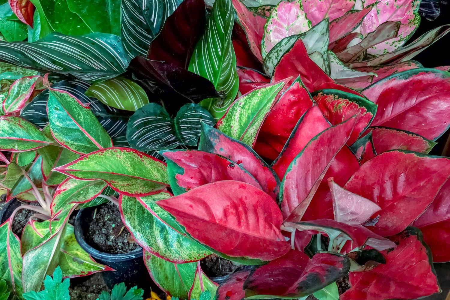 Aglaonema-Arten: Die schönsten im Überblick