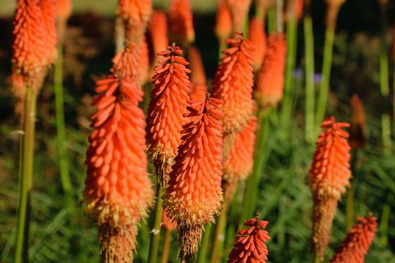 Fackellilie: Sorten, Pflanzen & Überwintern der Kniphofia