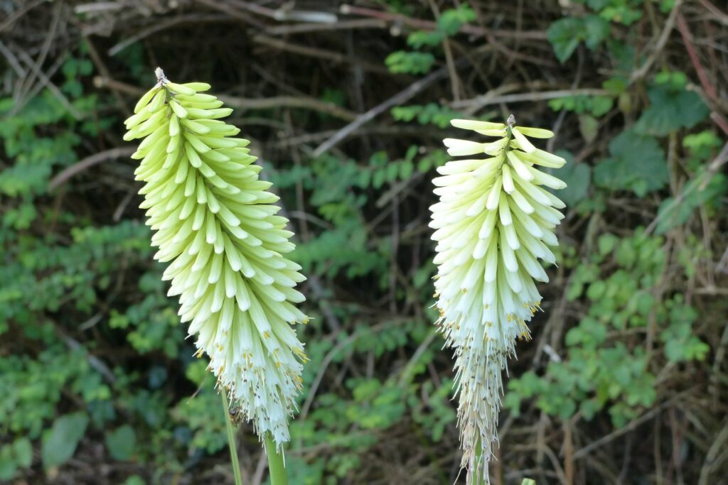 Fackellilie in Weiß