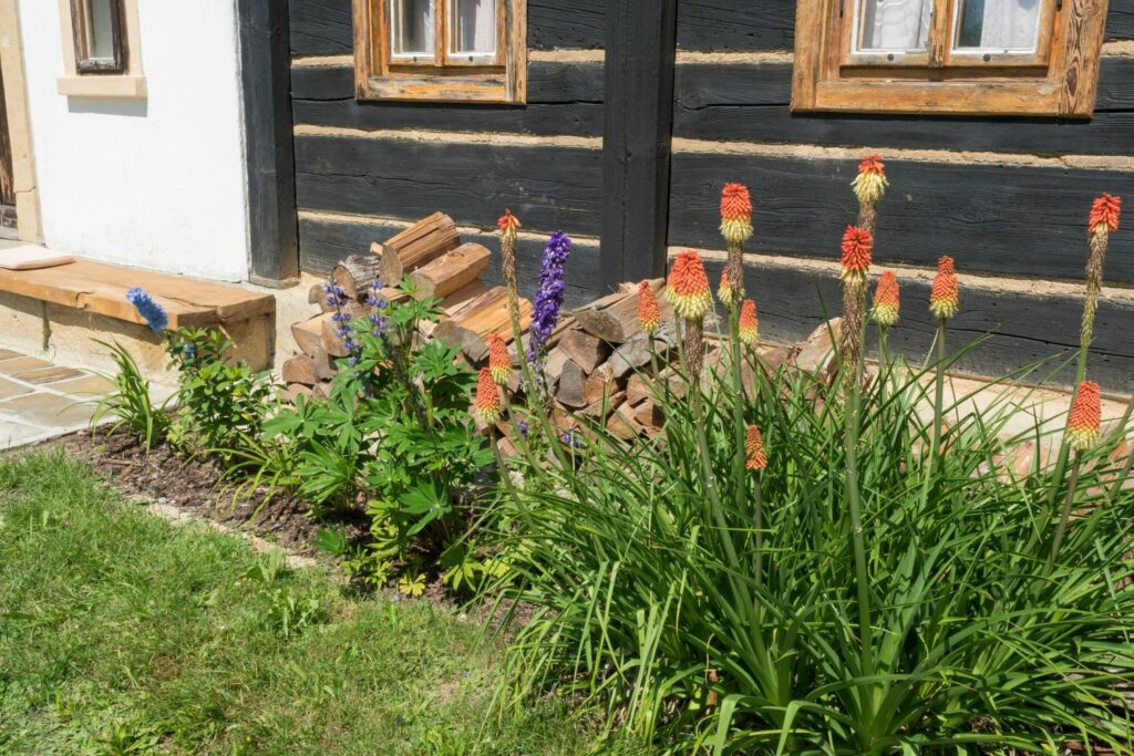 Fackellilie vor Haus