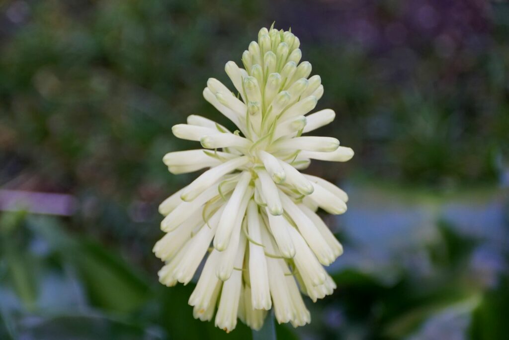 weiße Fackellilie