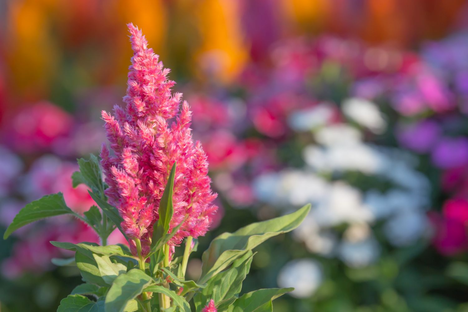 Celosia Alles über die Zierpflanze Plantura