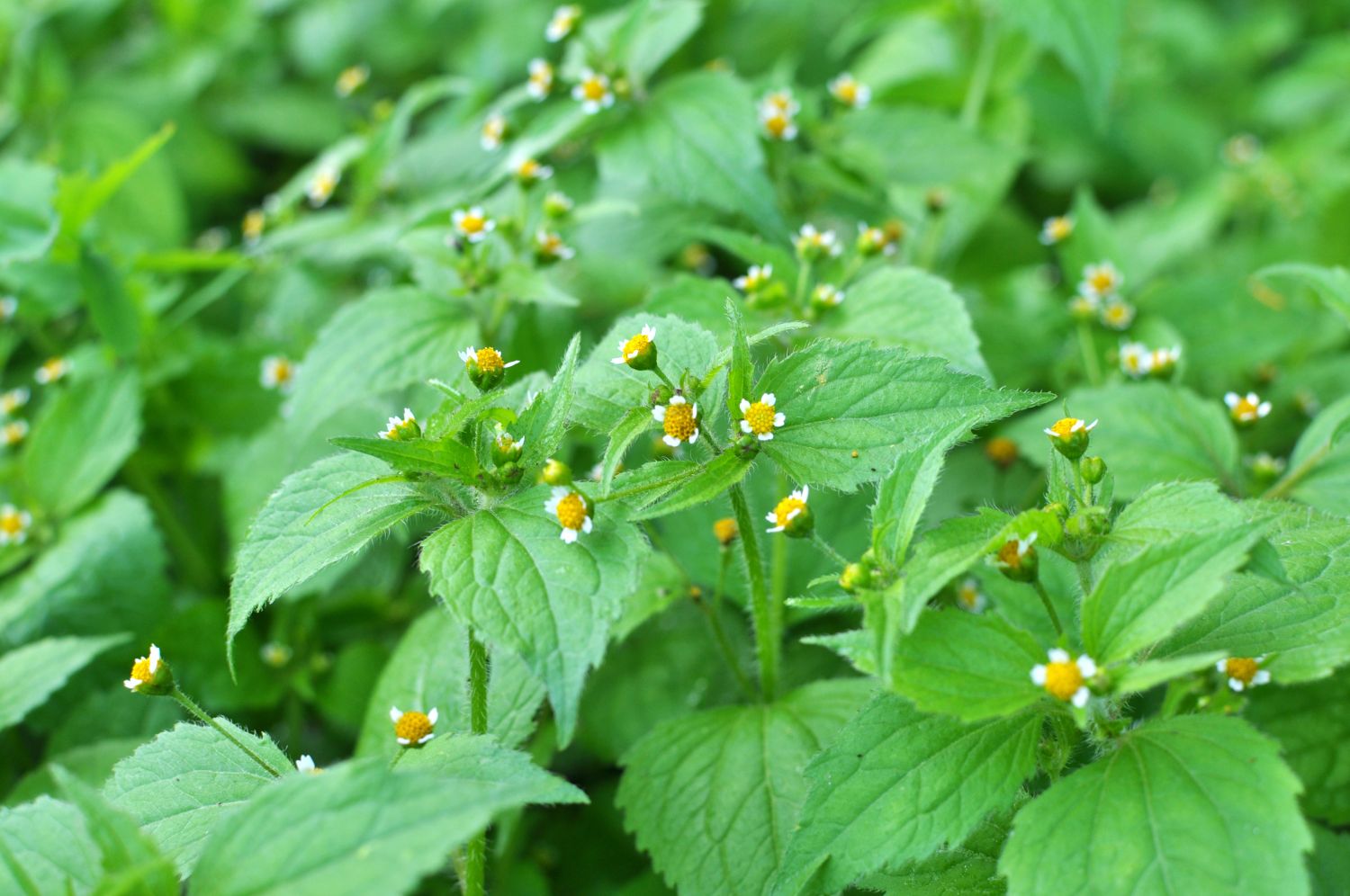 Franzosenkraut: Wertvolle Heilpflanze oder meldepflichtiges Unkraut?