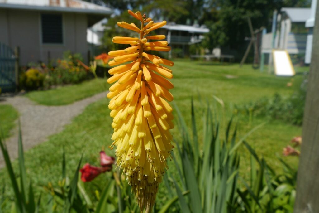 Fackellilien-Blüte
