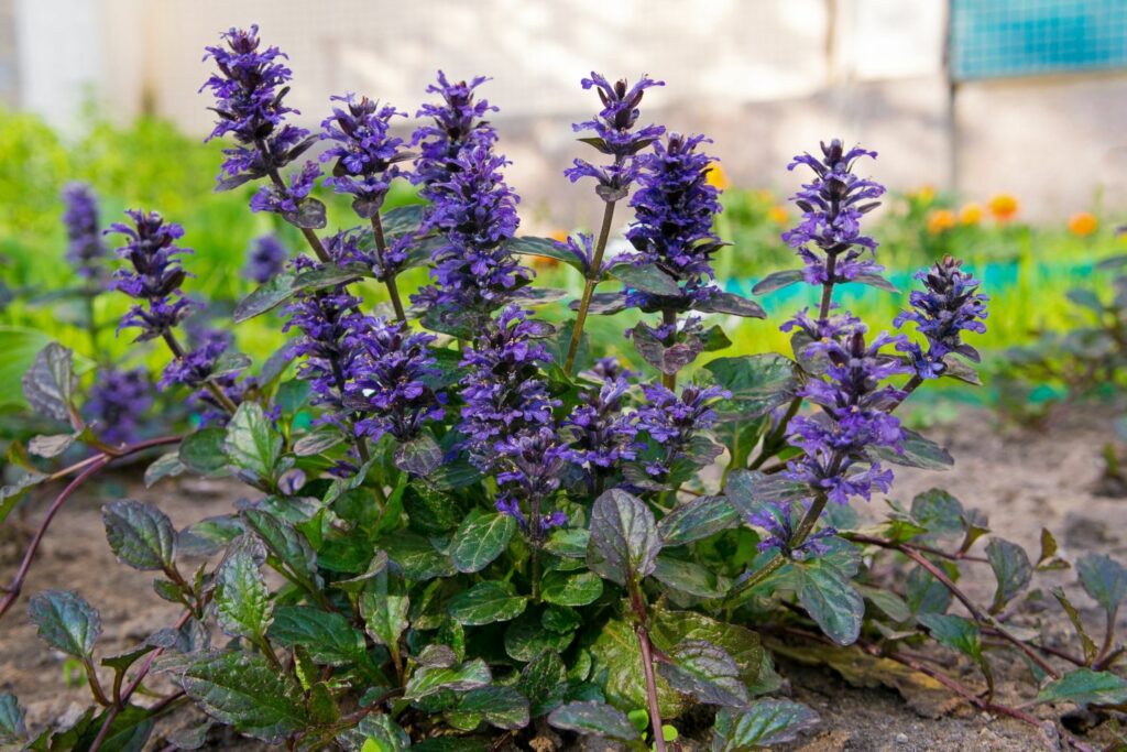 Ajuga reptans