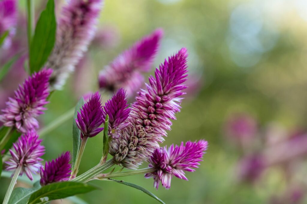 Celosia-Blüten
