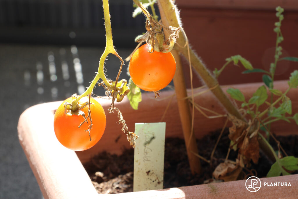 Tomate der Sorte Ida Gold