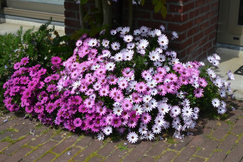Osteospermum