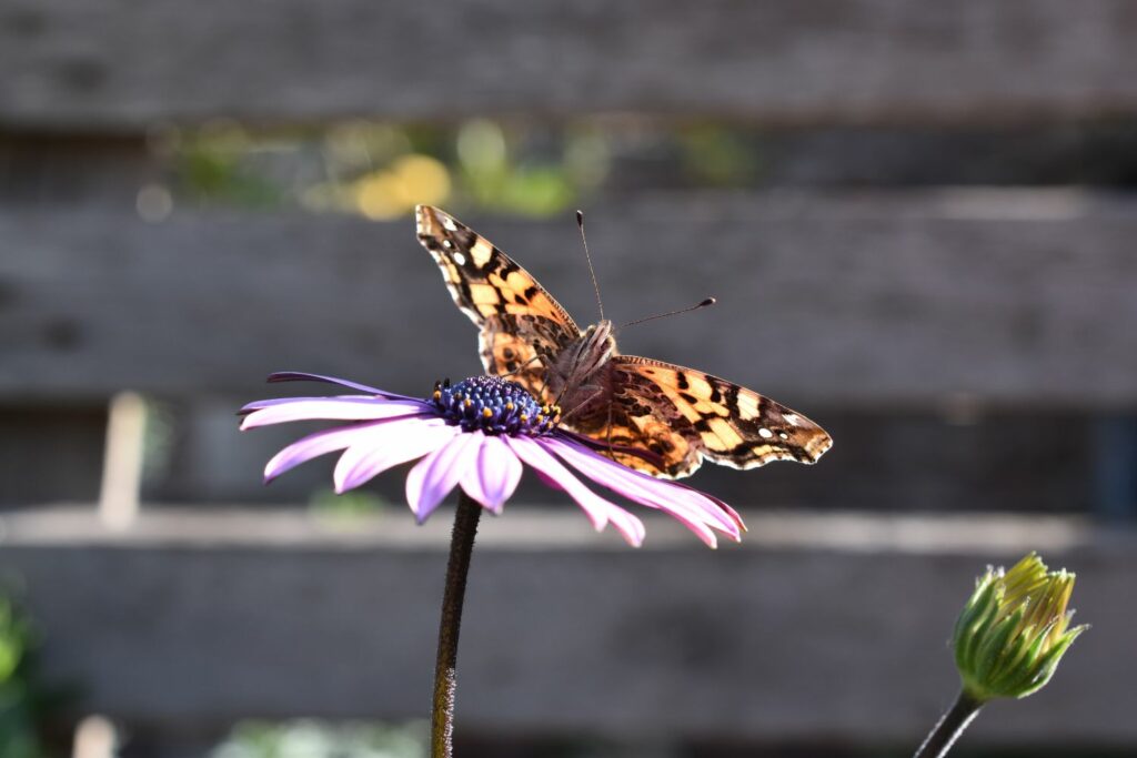 Schmetterling auf Kapkörbchen