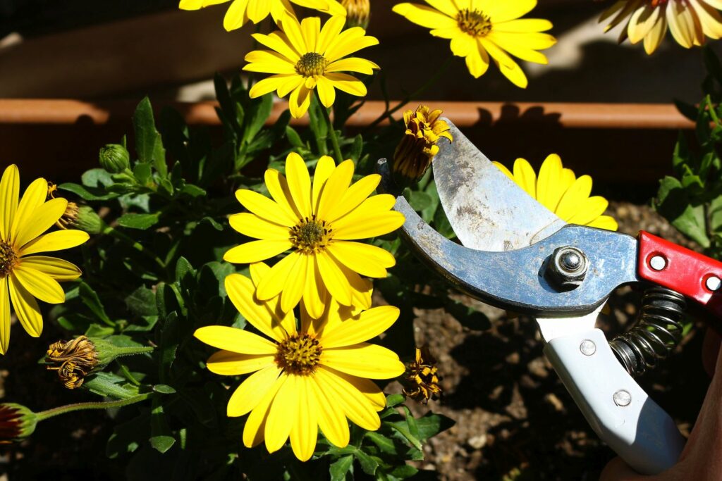 Osteospermum-Pflege