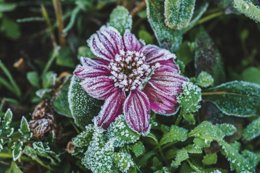 Kapkörbchen bei Frost