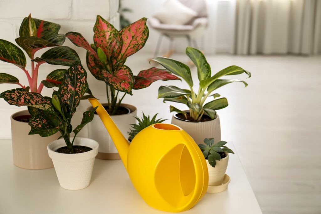 Aglaonema als Zimmerpflanze