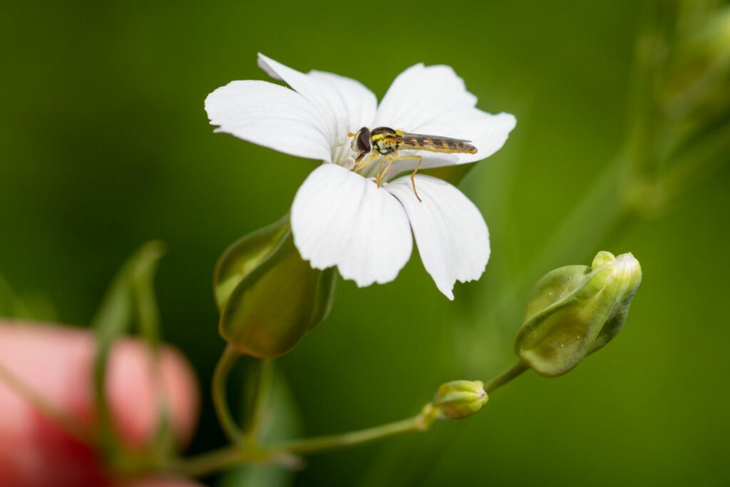 Weiße Kuhnelken-Blüte