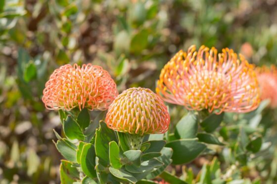 Wie heißt die berühmte Pflanzenfamilie, zu der Vertreter mit solch imposanten Blütenständen gehören?
