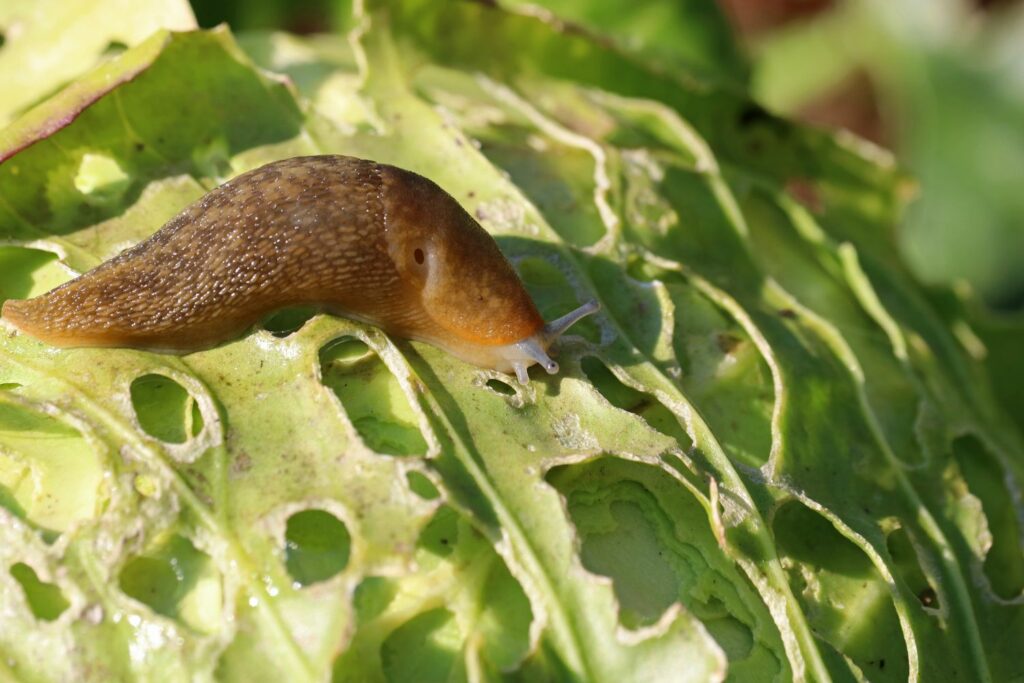 Slug on leaf