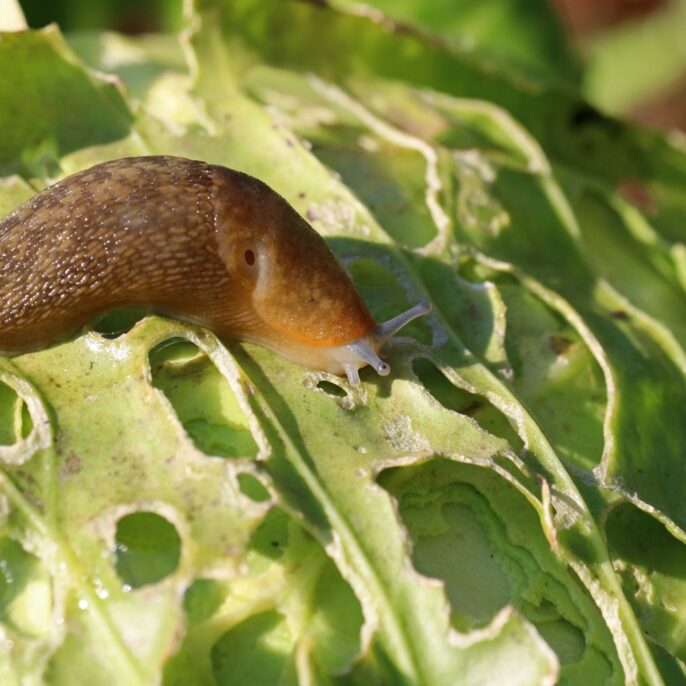 Schneckenschutz: Nacktschnecken vertreiben & erfolgreich fernhalten