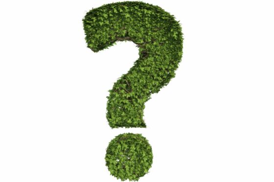 Womit beschäftigt sich die Dendrologie?