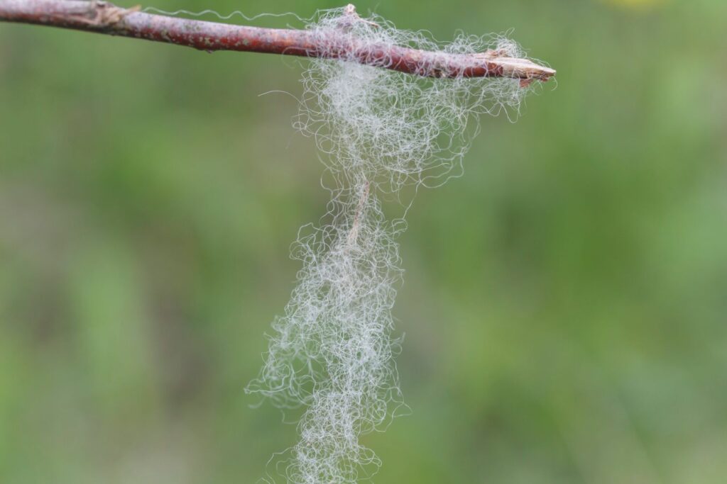 Branch with sheep wool