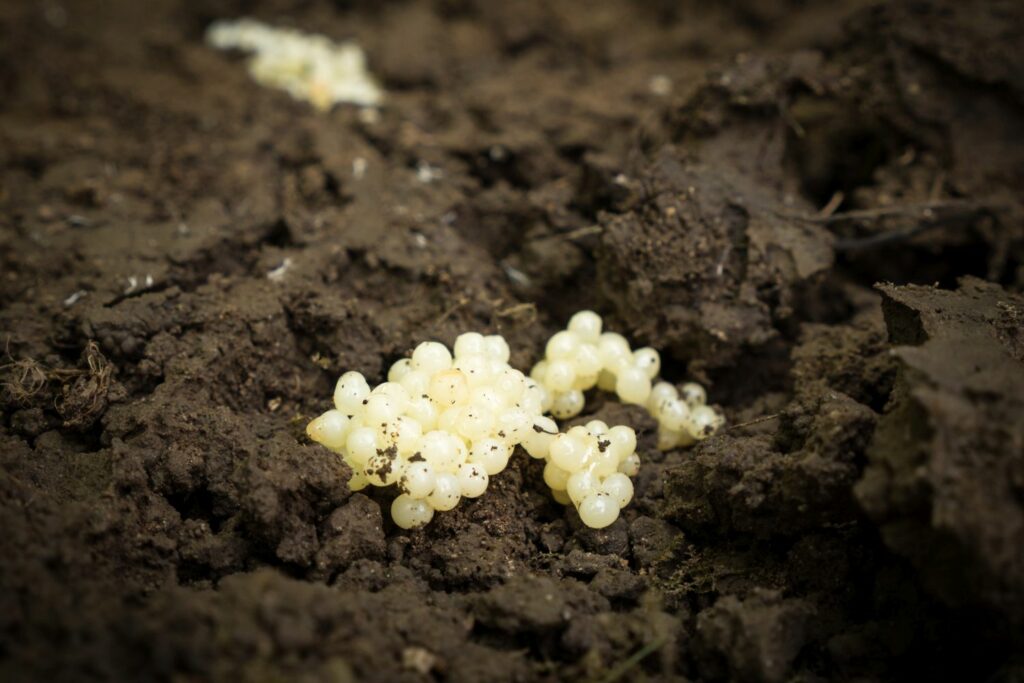 Snail eggs in bark mulch