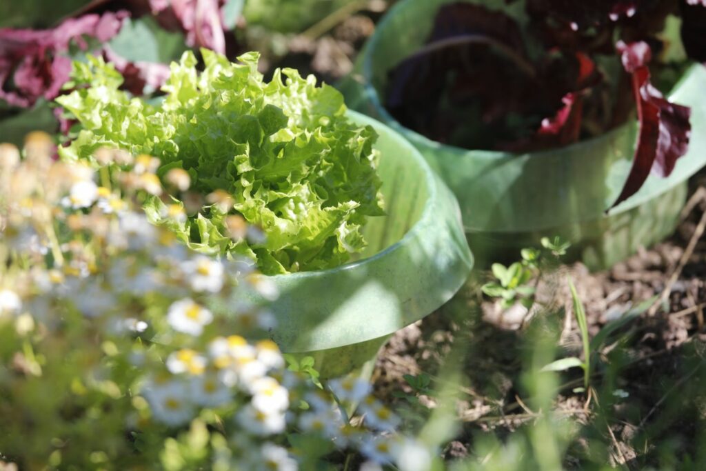 Salad with snail barrier