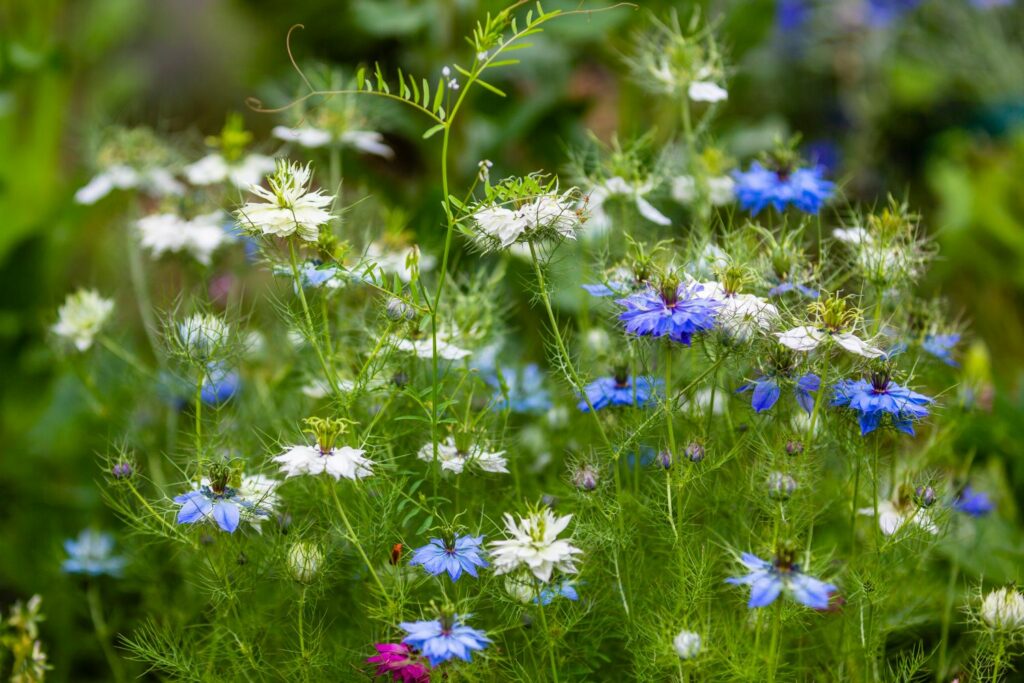 Schwarzkümmel-Blumen