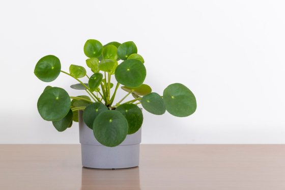 Ufopflanze: Pflege, Standort & Vermehren der Pilea peperomioides