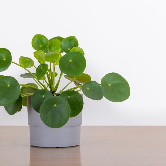 Ufopflanze: Pflege, Standort & Vermehren der Pilea peperomioides