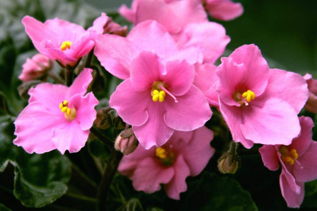 Rosa Usambaraveilchen-Blüten